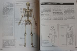 Anatomia w treningu szybkości
